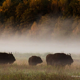 Phototour "World of wild nature" - see the bison and stand still!