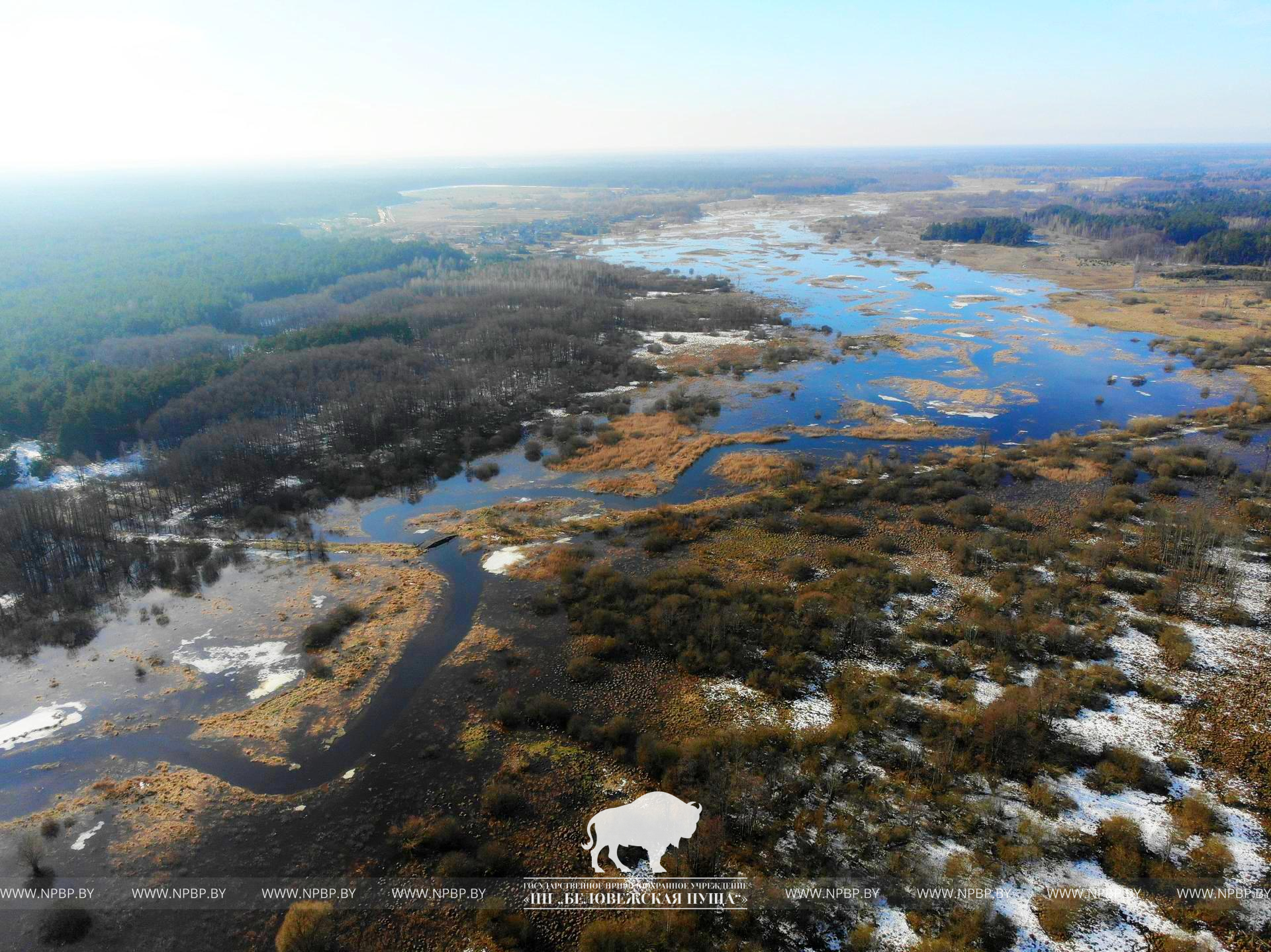 фото лесная.jpg