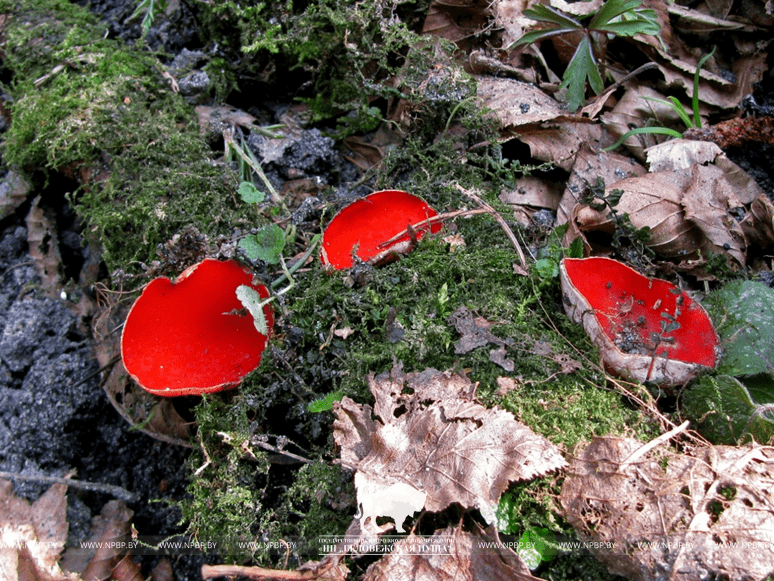 Саркосцифа алая полезные свойства. Весенние грибы саркосцифа алая. Красный гриб саркосцифа. Саркосцифа Австрийская большая. Ранние весенние грибы красного цвета.