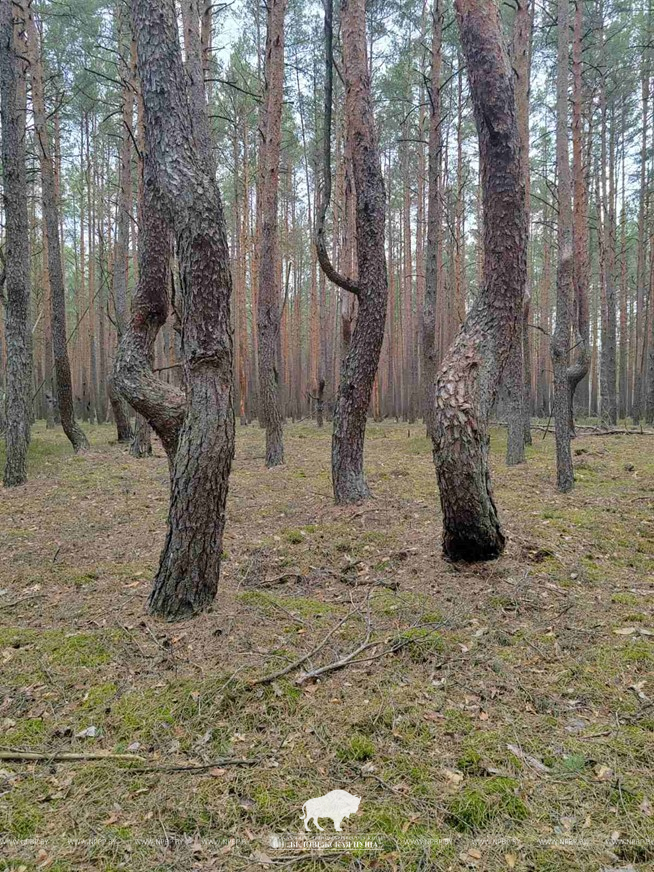 деревья2.jpg деревья2.jpg