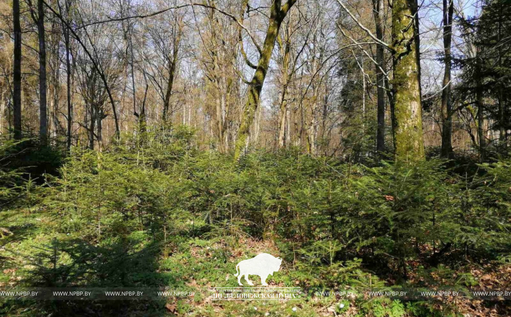Получены новые данные о восстановлении популяции пихты белой в Беловежской пуще