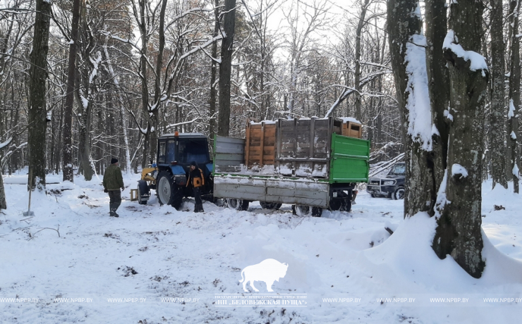 Расселение оленя благородного из Беловежской пущи по Минской области.