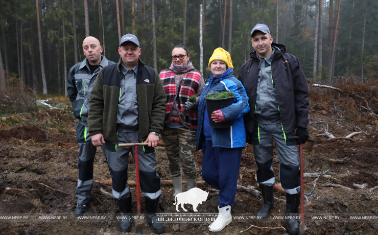 Посадка лесных культур в рамках акции  «Дай лесу новае жыццё!»