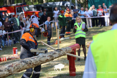 Как прошёл День работников леса 2025