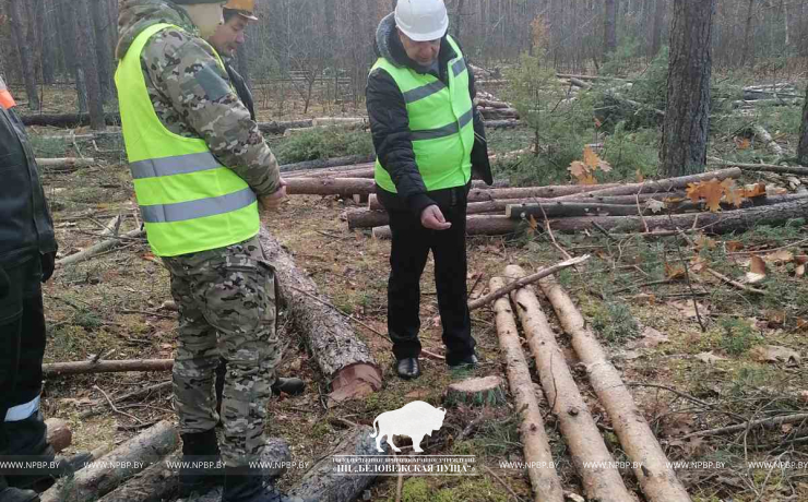 Мониторинг по соблюдению норм в Белянском и Дмитровичском лесничествах