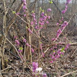 Опасная красота