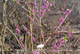 Опасная красота