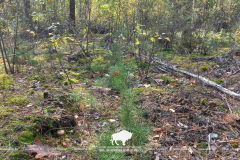 Содействие естественному возобновлению леса