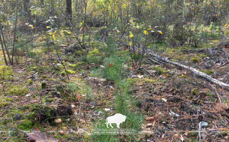 Содействие естественному возобновлению леса