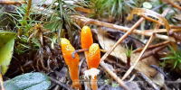 Оранжевые «булавы» в лесу: особенности биологии Cordyceps militaris