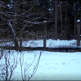 Загадочные рыси: новые кадры из Беловежской пущи