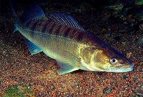 Установление запрета на лов судака