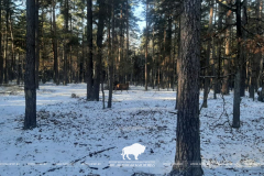 Расселение оленя благородного из Беловежской пущи в Гродненскую область