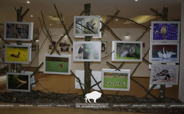 Фотовыставка дикой природы открылась в Беловежской пуще