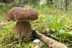 Не все съедобные, но все красивые