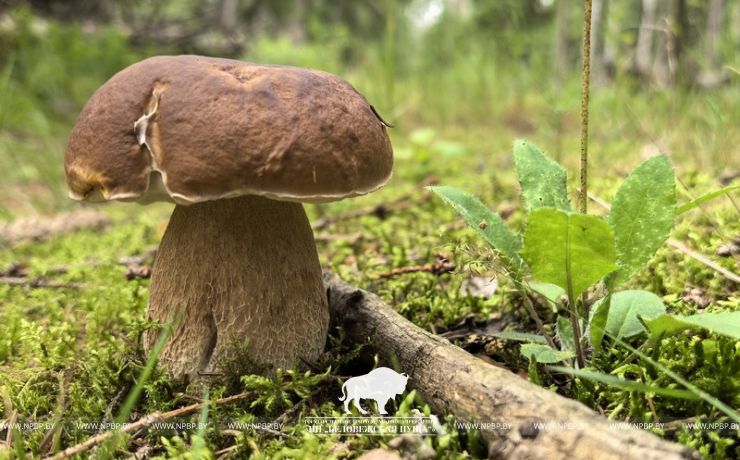 Не все съедобные, но все красивые