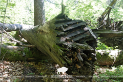 Как съездили: фотоотчет из Баварского леса