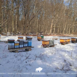 Зимовка пущанских пчёл вышла на финишную прямую 