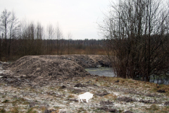 Выполнены работы по восстановлению гидрологического режима болота Попелево