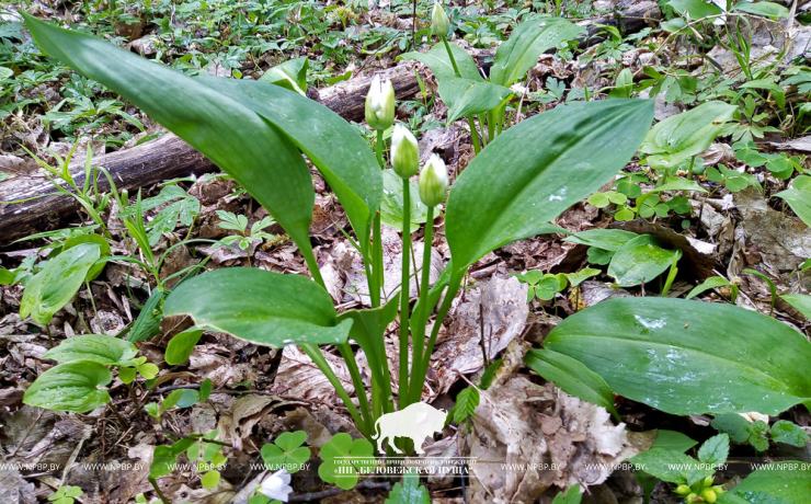 Сухопольское лесничество – территория диких орхидей