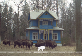  Восстановление популяции зубра