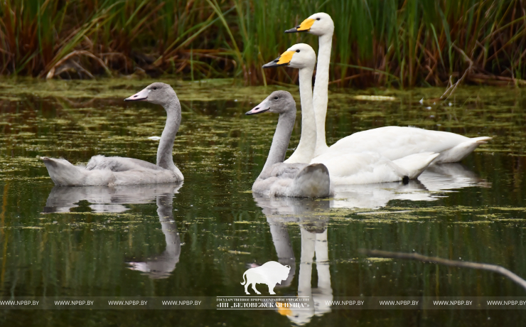 1 апреля – Международный день птиц 