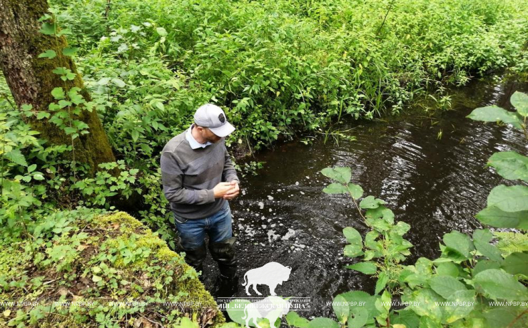 Возвращаем воду в лесные экосистемы Беловежской пущи
