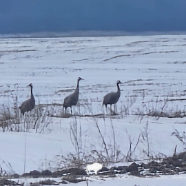 Предвестники весны