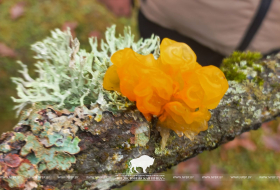 Зимний гриб – Дрожалка