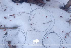 Нарушение охотничьих правил в Ивацевичском районе: применение самоловов