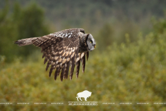1 апреля – Международный день птиц 