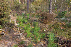 Содействие естественному возобновлению леса