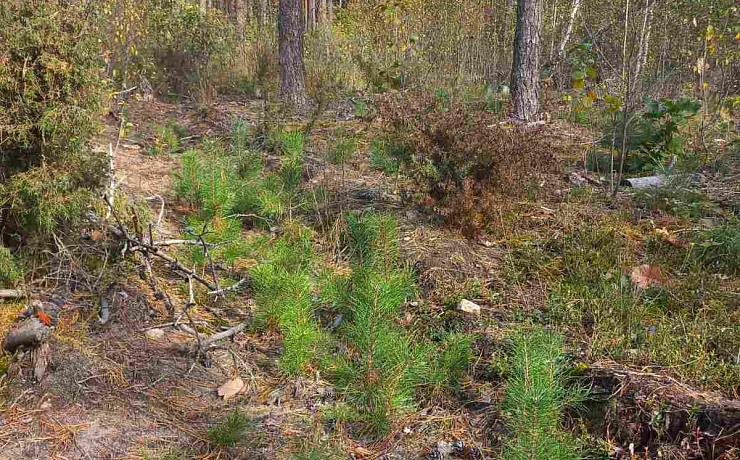 Содействие естественному возобновлению леса