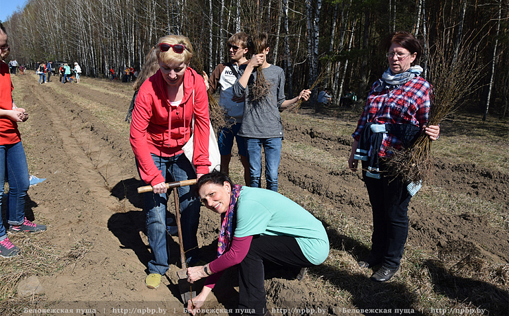 В Беловежской пуще проходит акция «Неделя леса»