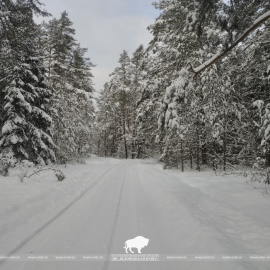 Пущанское вдохновение