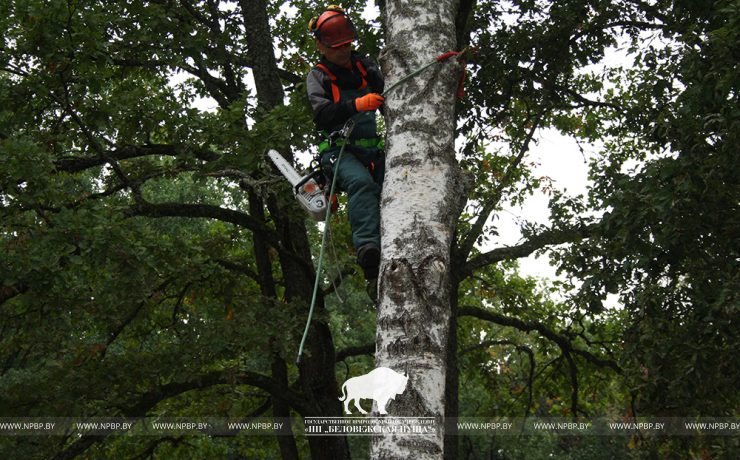 День работника леса в Беловежской пуще !