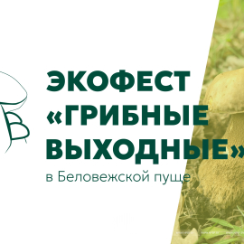 Экофест «Грибные выходные» в Беловежской пуще!
