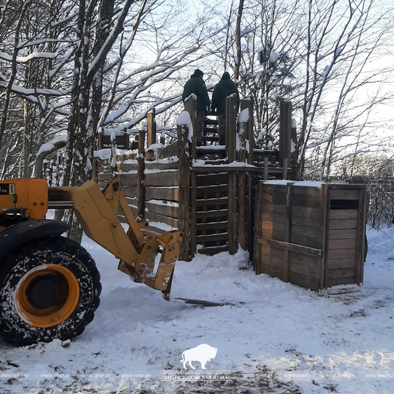 Расселение оленя благородного из Беловежской пущи по Минской области.