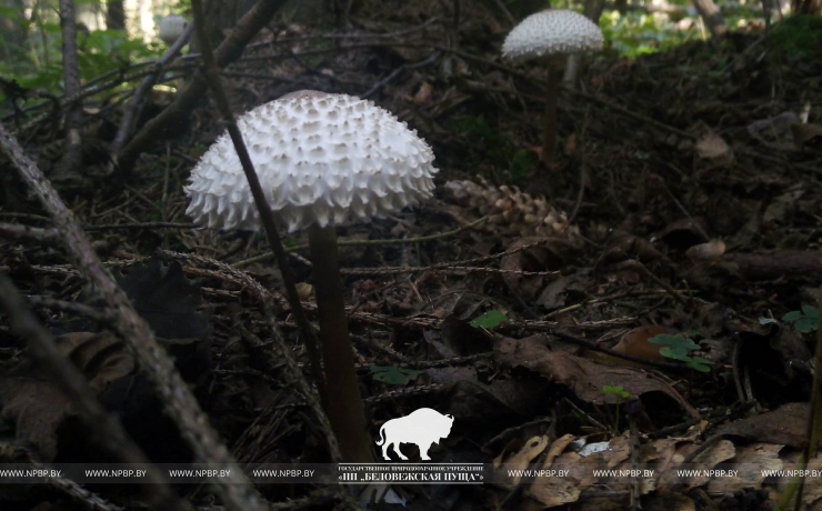 Новый редкий  «краснокнижный» гриб обнаружен в Беловежской пуще