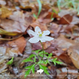 Первоцветы распустились в ГПУ НП «Беловежская пуща»
