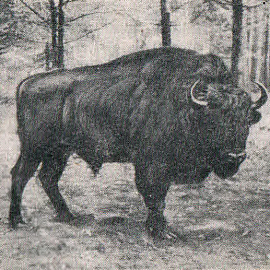 Пул: рождённый в ноябре первый послевоенный зубрёнок