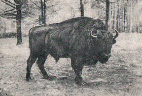 Пул: рождённый в ноябре первый послевоенный зубрёнок