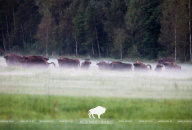 Родословная книга зубров 2024