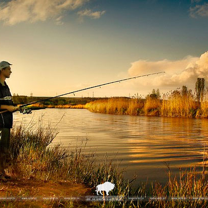 Services for organizing recreational fishing from the shore (ponds: Sipurka, Plyanta-1, Lavy, Pererovsky, Romanovtsy, Lyadskoye Reservoir)