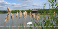 Звярыны пераход