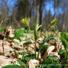 Весенний солнечный вестник 