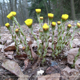 Время первоцветов…