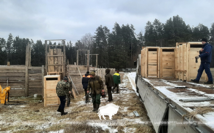 Расселение оленя благородного из Беловежской пущи по Брестской области