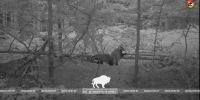 Удивительный мир барсуков: новые кадры с фотоловушек