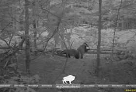 Удивительный мир барсуков: новые кадры с фотоловушек